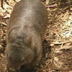 Newcastle - Blackbutt Reserve 